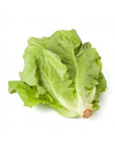 Lechuga