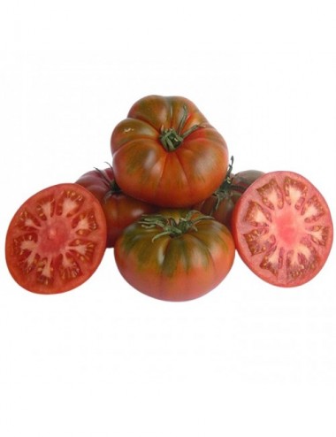 Tomate Raf