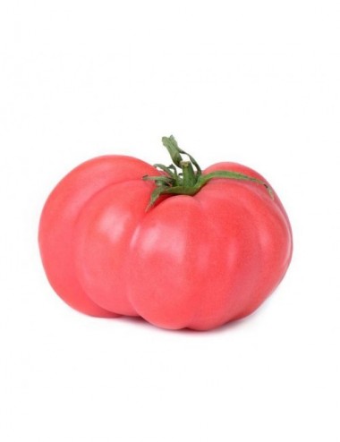 Tomate Rosa