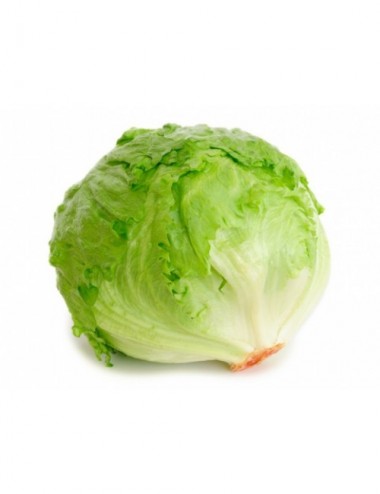 Lechuga Iceberg