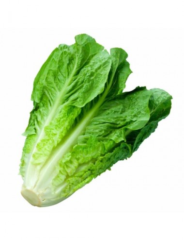 Lechuga Orejade Burro